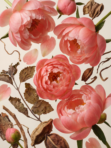 Peony & Patchouli Eau de Parfum - Skincare Lab
