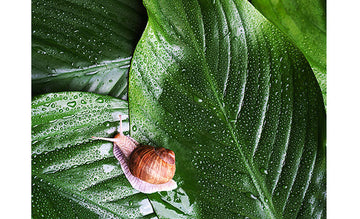 Yadah Collagen Mask Pack 25g-2